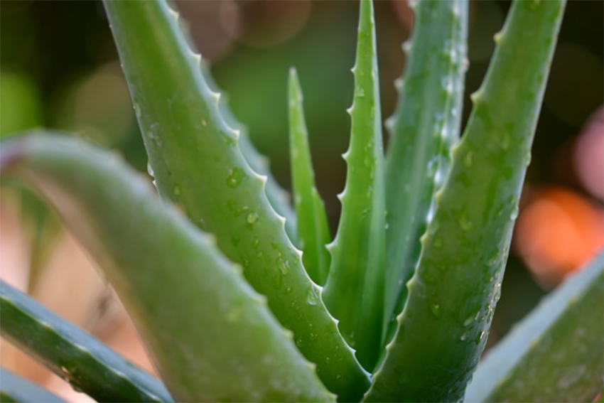 Les plantes médicinales, une aide à ne pas négliger
