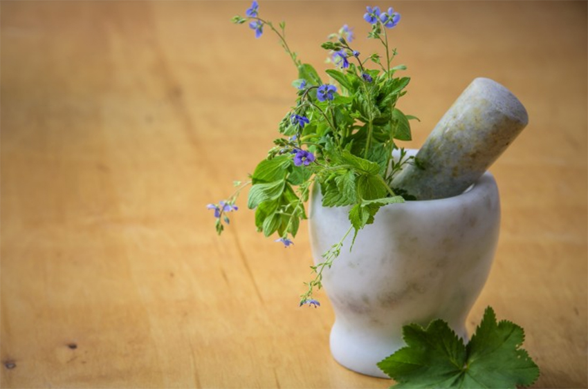 The resurgence of medicinal plants